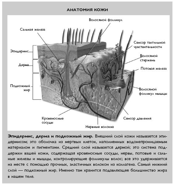 Иллюстрация к книге — Умный ген. Какая еда нужна нашей ДНК [i_056.jpg]