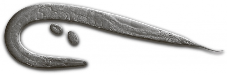 Иллюстрация к книге — Коннектом. Как мозг делает нас тем, что мы есть [i_002.jpg]