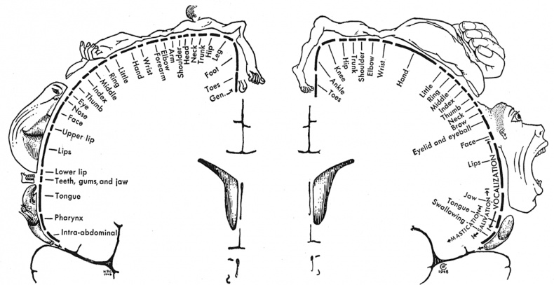 Иллюстрация к книге — Коннектом. Как мозг делает нас тем, что мы есть [i_012.jpg]