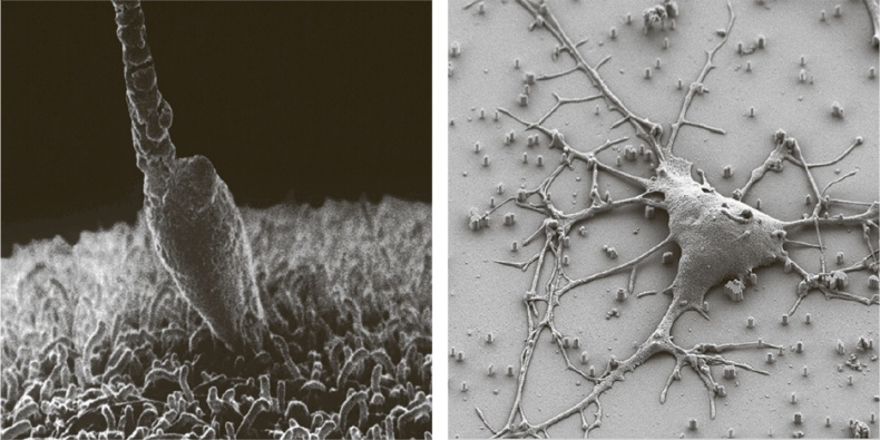 Иллюстрация к книге — Коннектом. Как мозг делает нас тем, что мы есть [i_013.jpg]