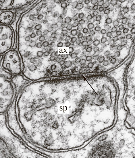 Иллюстрация к книге — Коннектом. Как мозг делает нас тем, что мы есть [i_014.jpg]