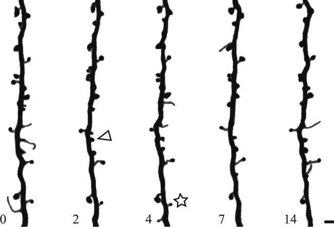 Иллюстрация к книге — Коннектом. Как мозг делает нас тем, что мы есть [i_023.jpg]