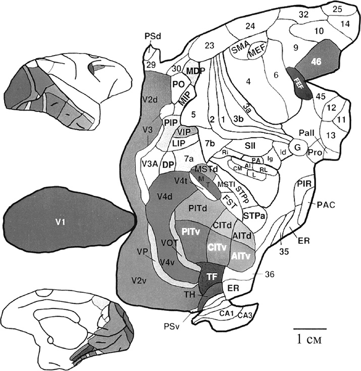 Иллюстрация к книге — Коннектом. Как мозг делает нас тем, что мы есть [i_039.jpg]