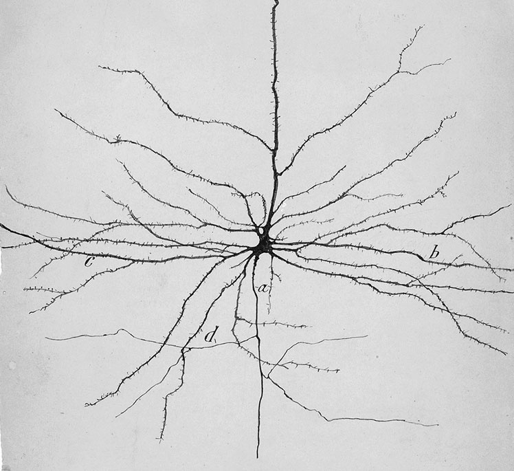 Иллюстрация к книге — Коннектом. Как мозг делает нас тем, что мы есть [i_041.jpg]