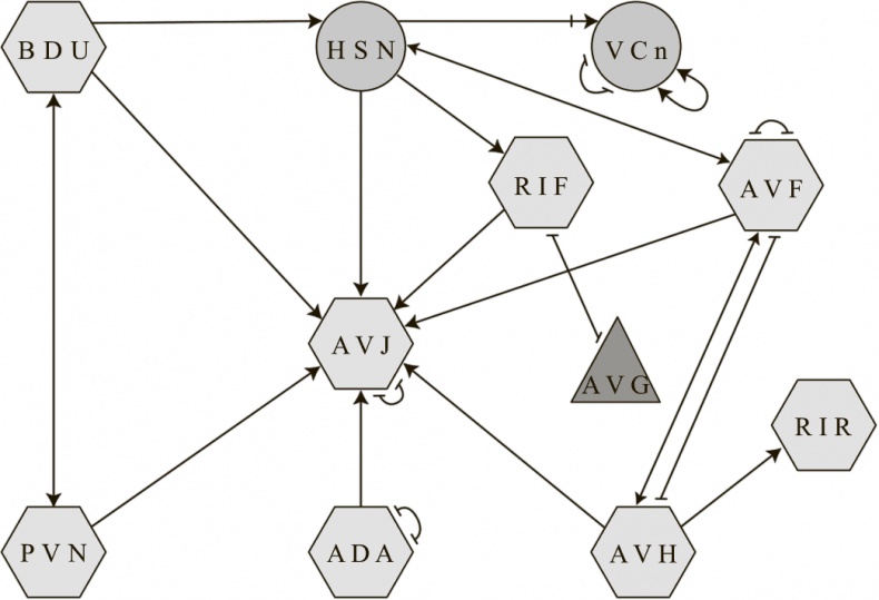 Иллюстрация к книге — Коннектом. Как мозг делает нас тем, что мы есть [i_042.jpg]