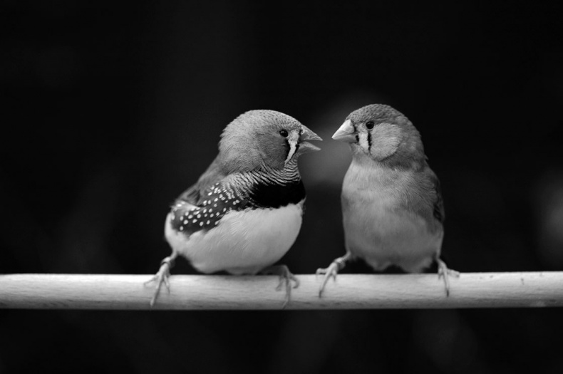 Иллюстрация к книге — Коннектом. Как мозг делает нас тем, что мы есть [i_044.jpg]