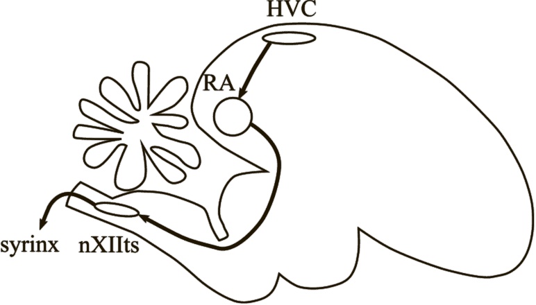 Иллюстрация к книге — Коннектом. Как мозг делает нас тем, что мы есть [i_045.jpg]