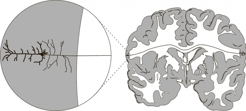 Иллюстрация к книге — Коннектом. Как мозг делает нас тем, что мы есть [i_049.jpg]