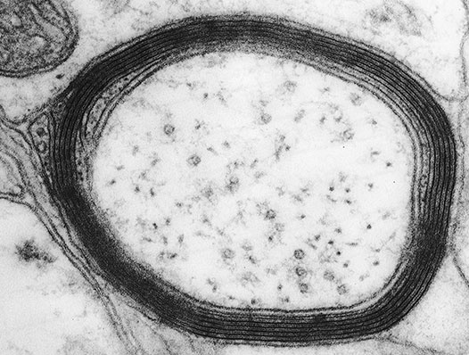 Иллюстрация к книге — Коннектом. Как мозг делает нас тем, что мы есть [i_050.jpg]