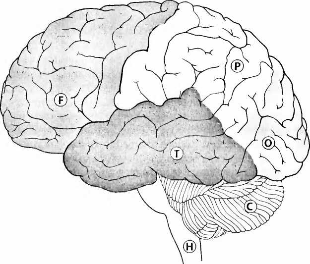 Иллюстрация к книге — Мы - это наш мозг. От матки до Альцгеймера [i_003.jpg]