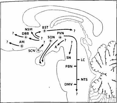 Иллюстрация к книге — Мы - это наш мозг. От матки до Альцгеймера [i_007.jpg]