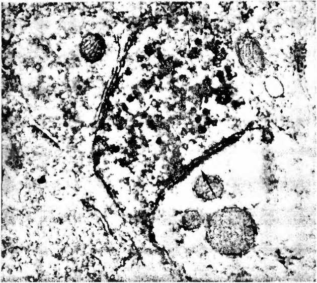 Иллюстрация к книге — Мы - это наш мозг. От матки до Альцгеймера [i_008.jpg]