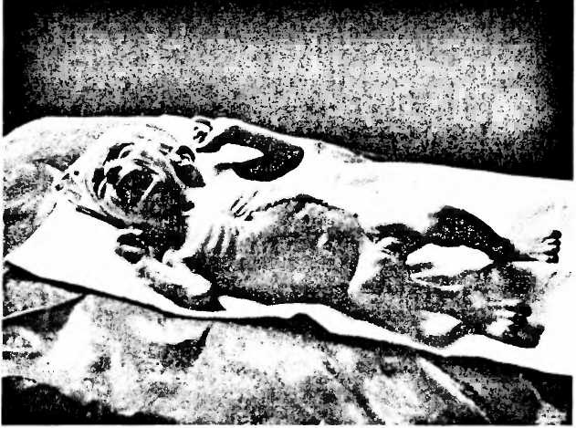 Иллюстрация к книге — Мы - это наш мозг. От матки до Альцгеймера [i_011.jpg]