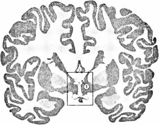 Иллюстрация к книге — Мы - это наш мозг. От матки до Альцгеймера [i_013.jpg]