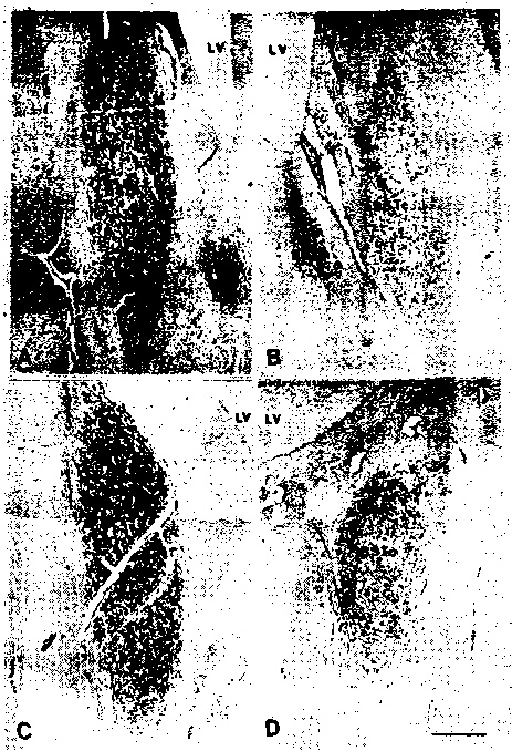 Иллюстрация к книге — Мы - это наш мозг. От матки до Альцгеймера [i_014.jpg]