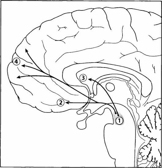 Иллюстрация к книге — Мы - это наш мозг. От матки до Альцгеймера [i_020.jpg]
