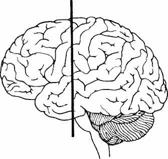 Иллюстрация к книге — Мы - это наш мозг. От матки до Альцгеймера [i_031.jpg]