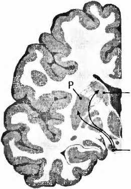 Иллюстрация к книге — Мы - это наш мозг. От матки до Альцгеймера [i_032.jpg]