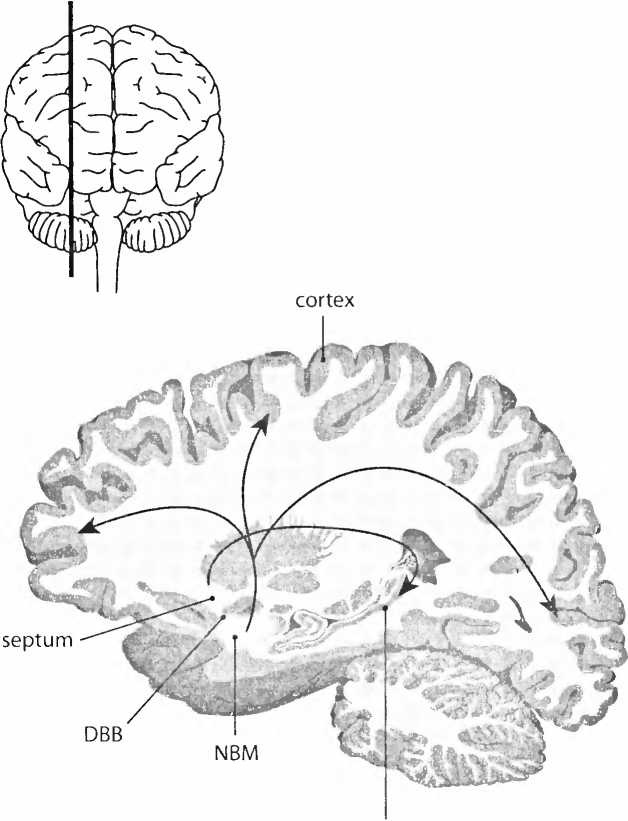 Иллюстрация к книге — Мы - это наш мозг. От матки до Альцгеймера [i_034.jpg]