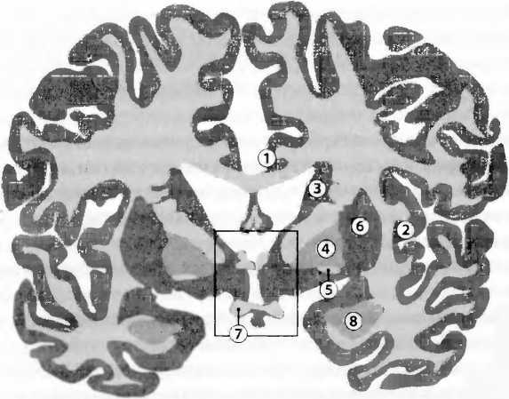 Иллюстрация к книге — Мы - это наш мозг. От матки до Альцгеймера [i_038.jpg]