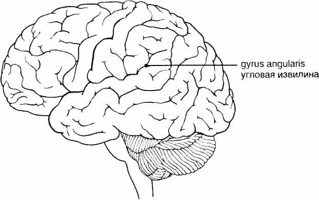 Иллюстрация к книге — Мы - это наш мозг. От матки до Альцгеймера [i_039.jpg]