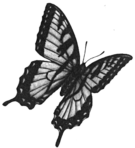 Иллюстрация к книге — Роман с бабочками. Как человек влюбился в насекомое [i_001.jpg]