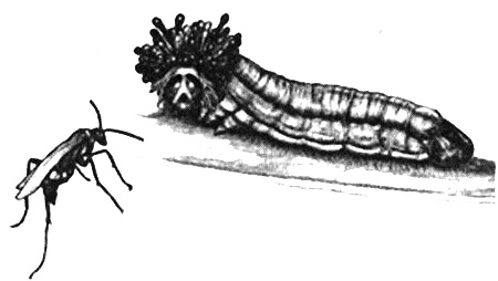 Иллюстрация к книге — Роман с бабочками. Как человек влюбился в насекомое [i_002.jpg]