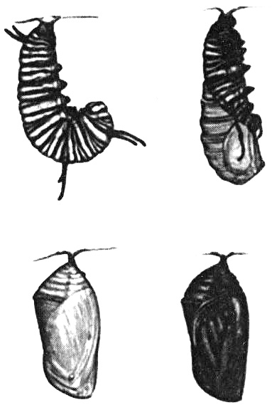 Иллюстрация к книге — Роман с бабочками. Как человек влюбился в насекомое [i_004.jpg]