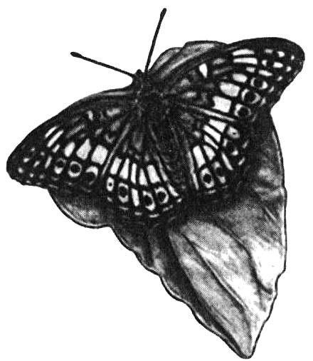 Иллюстрация к книге — Роман с бабочками. Как человек влюбился в насекомое [i_006.jpg]