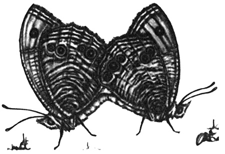 Иллюстрация к книге — Роман с бабочками. Как человек влюбился в насекомое [i_007.jpg]