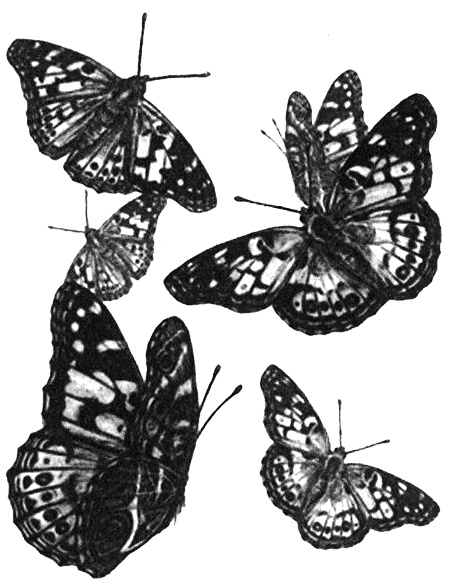 Иллюстрация к книге — Роман с бабочками. Как человек влюбился в насекомое [i_009.jpg]