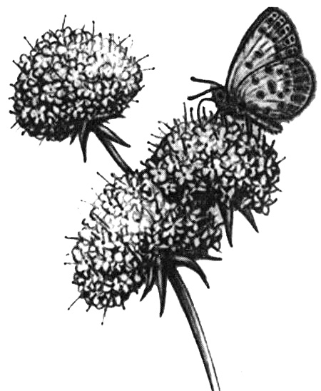 Иллюстрация к книге — Роман с бабочками. Как человек влюбился в насекомое [i_013.jpg]