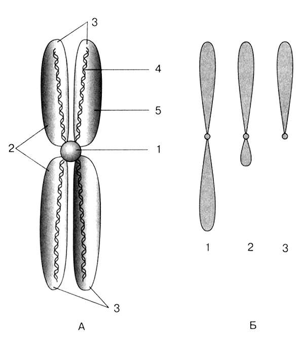 Иллюстрация к книге — Темы школьного курса. Размножение организмов. Деление клеток. Способы размножения организмов. Онтогенез [i_003.jpg]