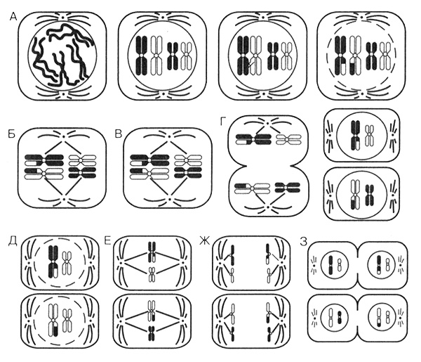 Иллюстрация к книге — Темы школьного курса. Размножение организмов. Деление клеток. Способы размножения организмов. Онтогенез [i_010.jpg]