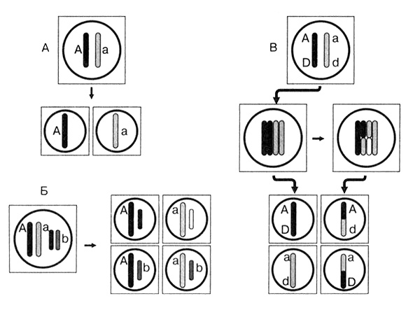 Иллюстрация к книге — Темы школьного курса. Размножение организмов. Деление клеток. Способы размножения организмов. Онтогенез [i_011.jpg]