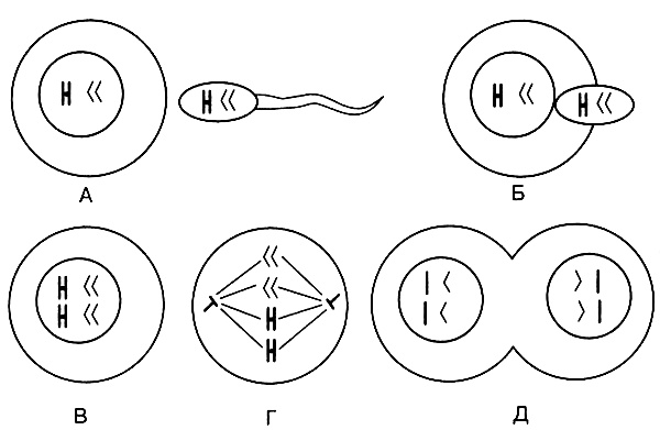 Иллюстрация к книге — Темы школьного курса. Размножение организмов. Деление клеток. Способы размножения организмов. Онтогенез [i_016.jpg]