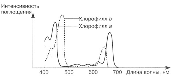 Иллюстрация к книге — Биология: Обмен веществ и энергии в клетках организма [i_017.jpg]