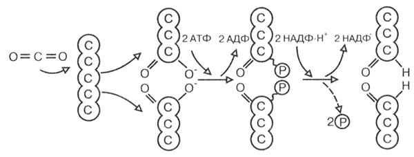 Иллюстрация к книге — Биология: Обмен веществ и энергии в клетках организма [i_037.jpg]
