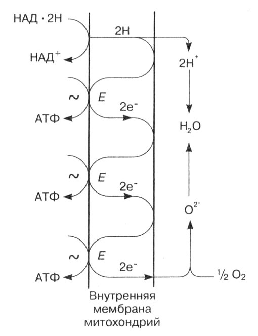 Иллюстрация к книге — Биология: Обмен веществ и энергии в клетках организма [i_060.jpg]
