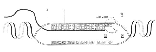 Иллюстрация к книге — Биология: Обмен веществ и энергии в клетках организма [i_066.jpg]