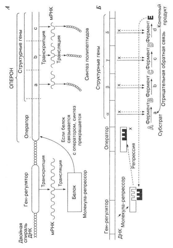 Иллюстрация к книге — Биология: Обмен веществ и энергии в клетках организма [i_073.jpg]