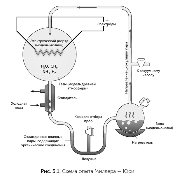 Иллюстрация к книге — Происхождение жизни. От туманности до клетки [i_034.jpg]