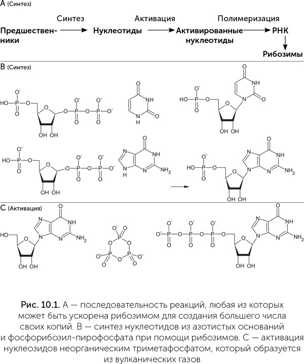 Иллюстрация к книге — Происхождение жизни. От туманности до клетки [i_071.jpg]