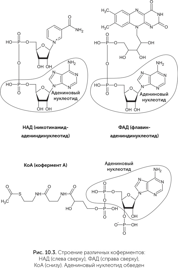 Иллюстрация к книге — Происхождение жизни. От туманности до клетки [i_073.jpg]