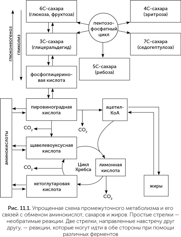 Иллюстрация к книге — Происхождение жизни. От туманности до клетки [i_077.jpg]