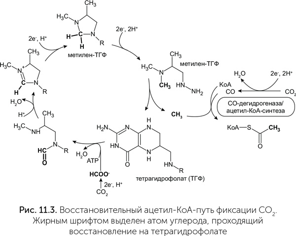 Иллюстрация к книге — Происхождение жизни. От туманности до клетки [i_079.jpg]