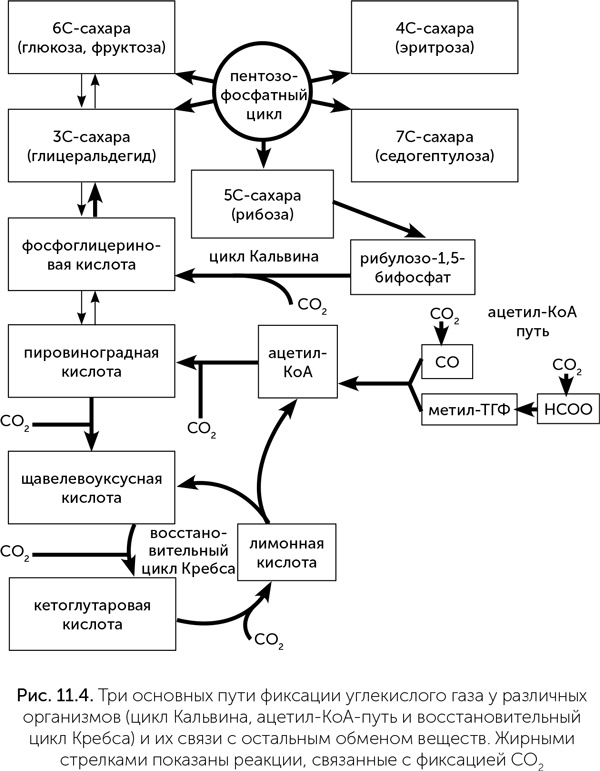 Иллюстрация к книге — Происхождение жизни. От туманности до клетки [i_080.jpg]