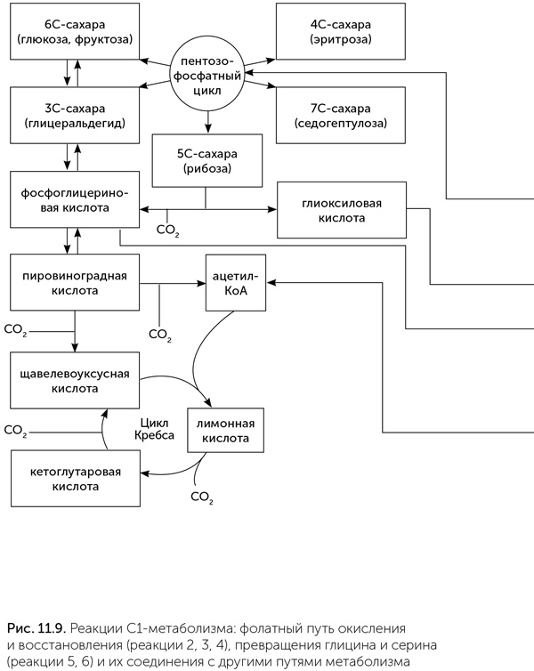 Иллюстрация к книге — Происхождение жизни. От туманности до клетки [i_085.jpg]