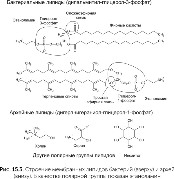 Иллюстрация к книге — Происхождение жизни. От туманности до клетки [i_123.jpg]
