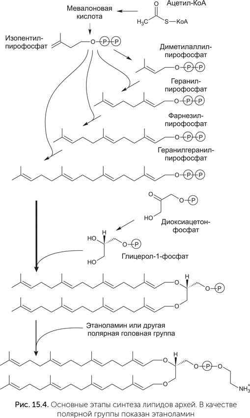 Иллюстрация к книге — Происхождение жизни. От туманности до клетки [i_124.jpg]